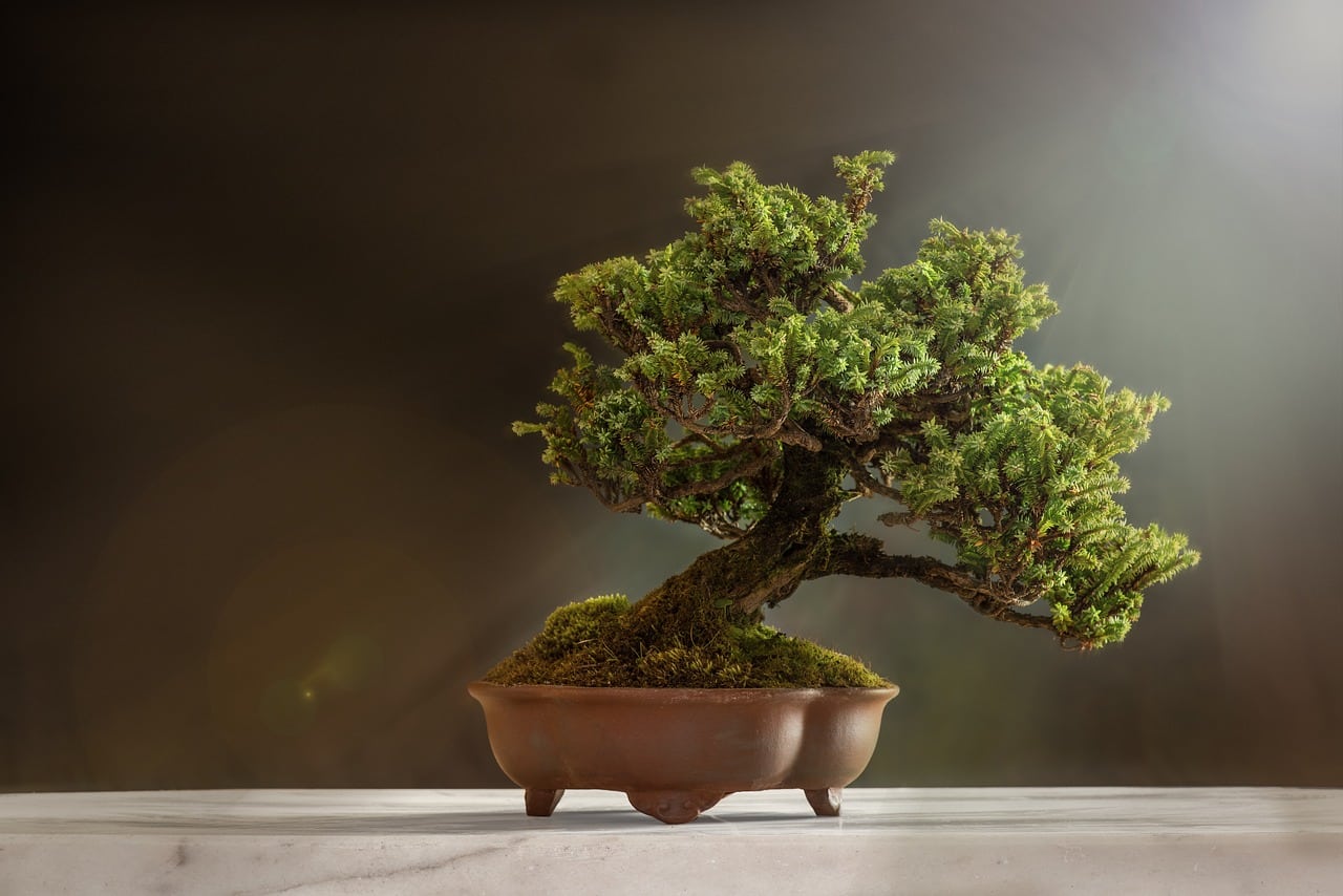L'art du bonsaï : conseils pour des arbres miniatures magnifiques